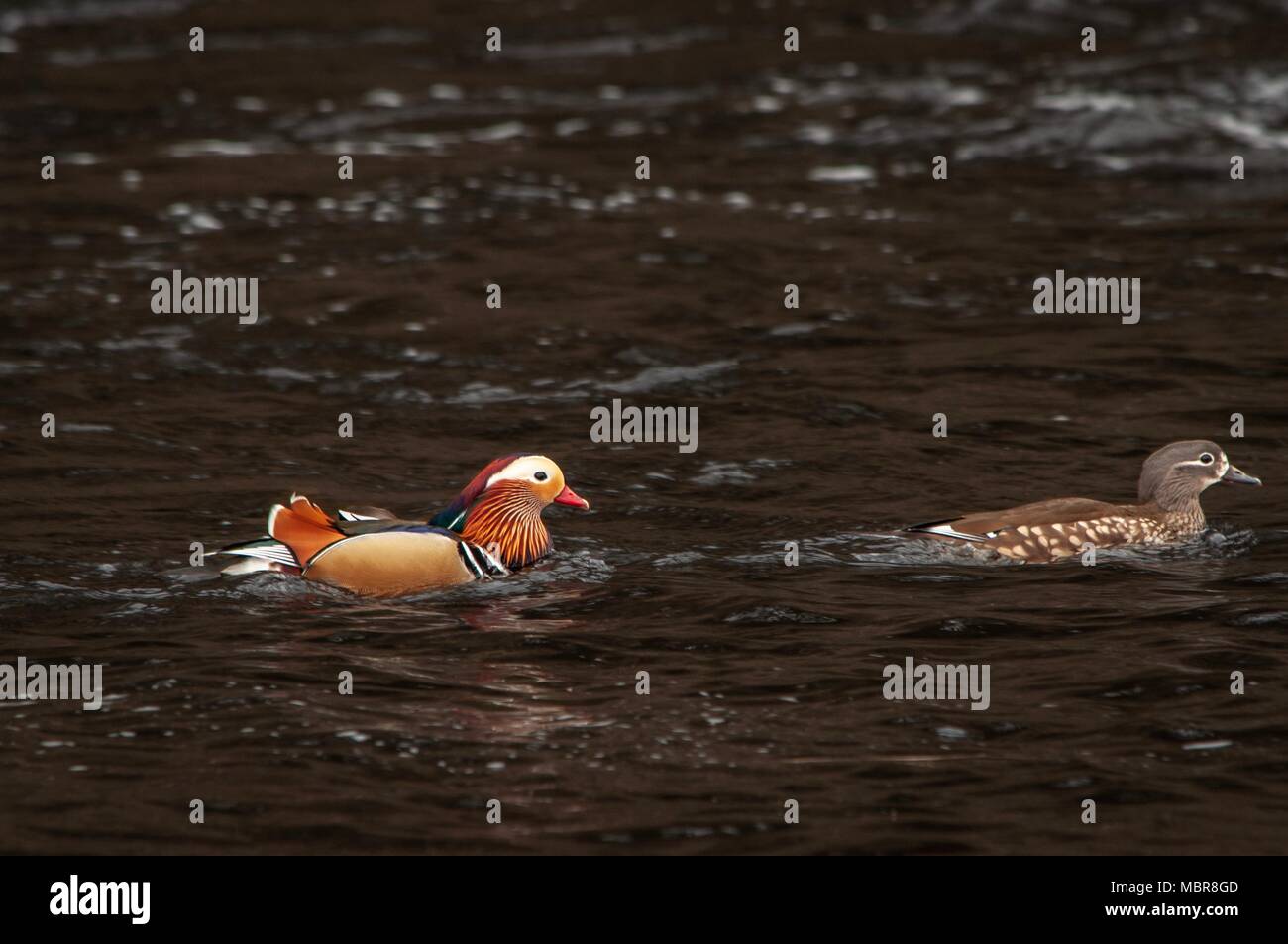 Un mâle Canard Mandarin a le pouvoir d'une femelle sur l'eau sombre Banque D'Images