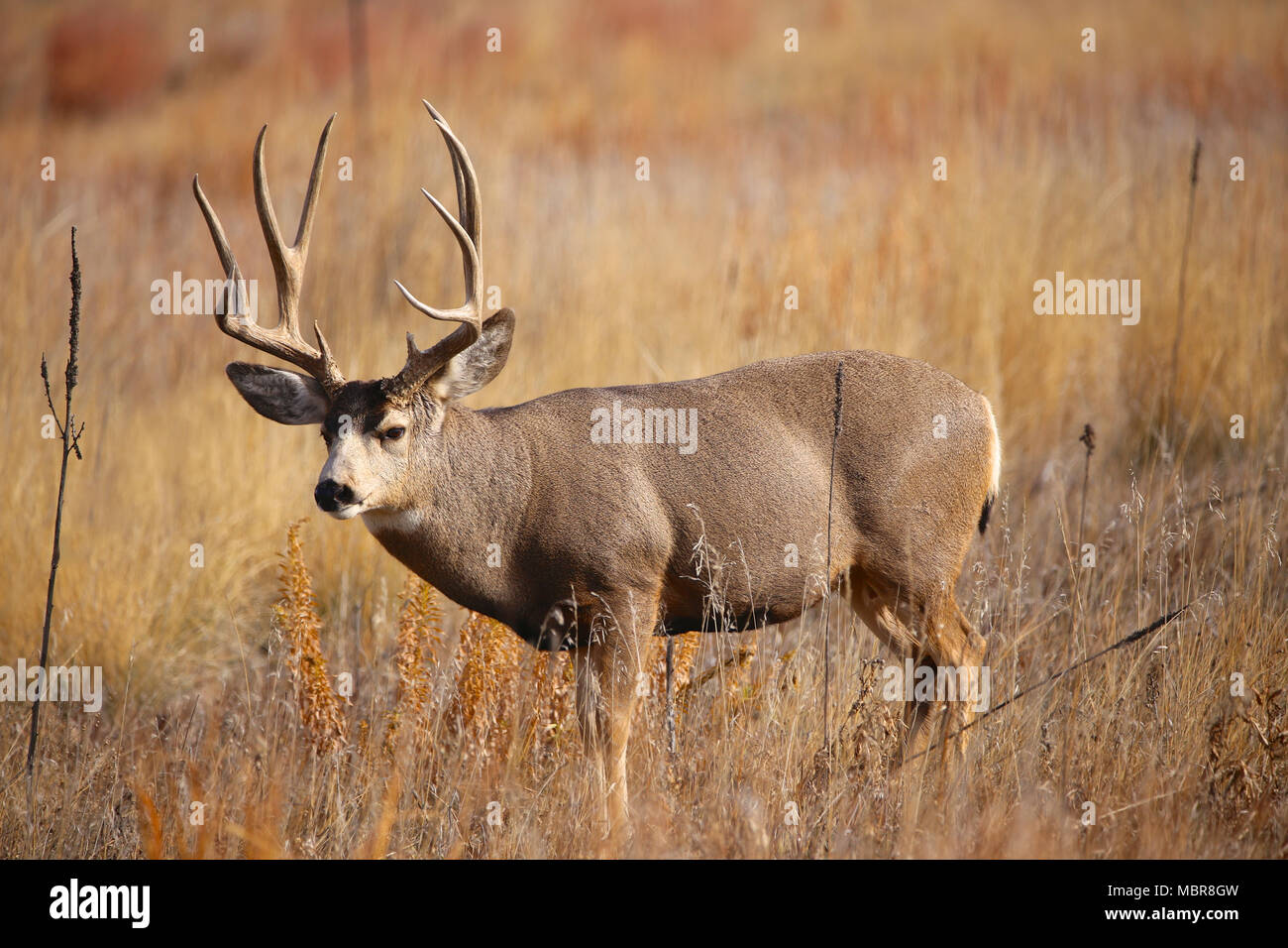 Odocoileus hemionus Cerf mulet Banque D'Images