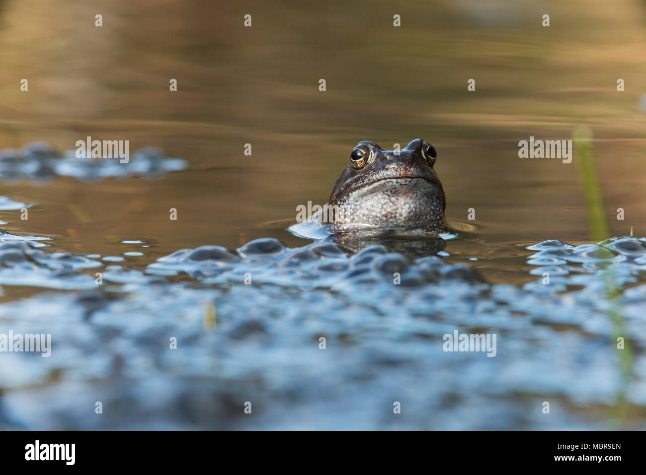 Grenouille rousse (Rana temporaria) frayant dans les eaux, de l'Ems, Basse-Saxe, Allemagne Banque D'Images