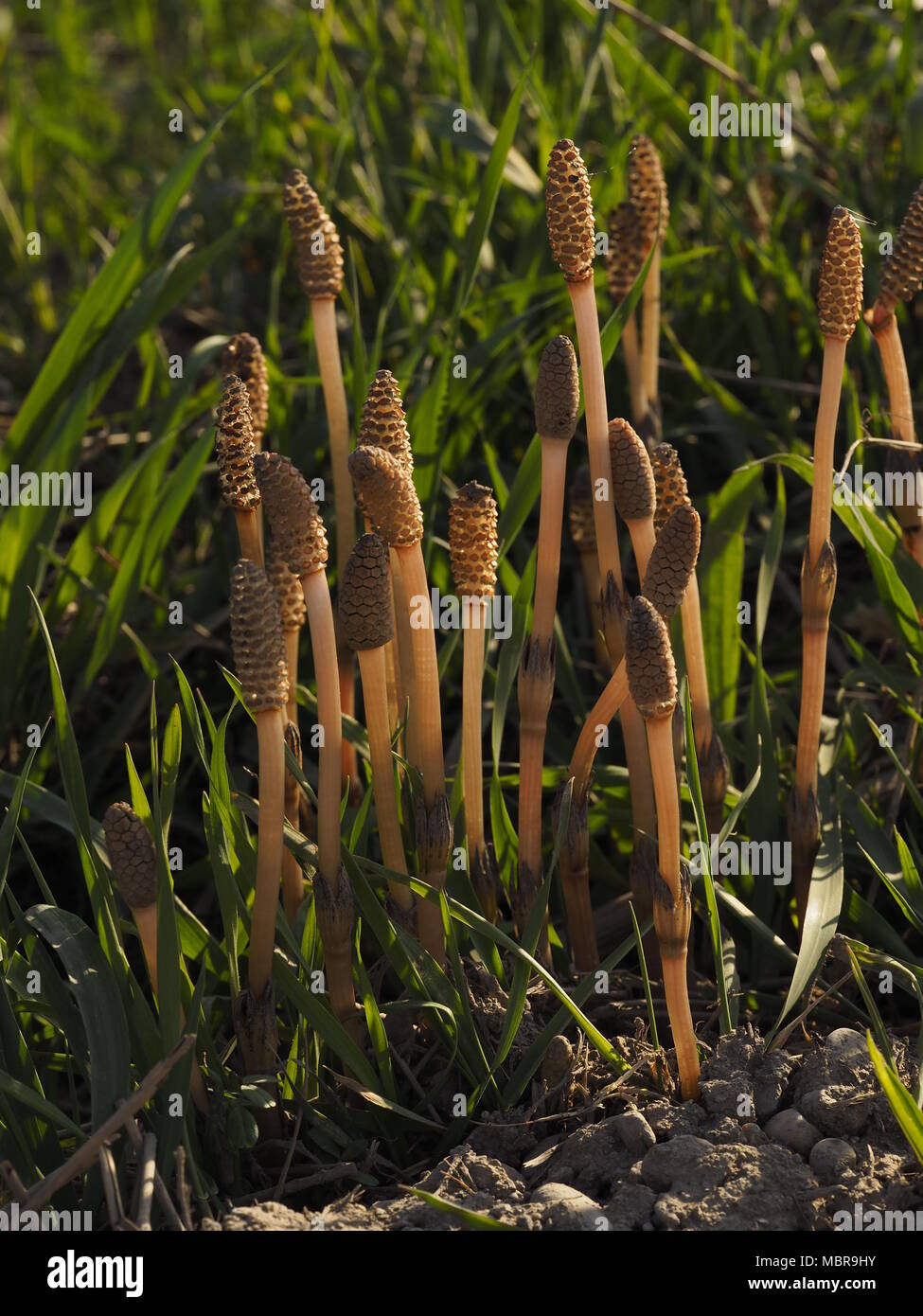Equisetum arvense, la prêle des champs ou prêle commune, est une plante herbacée vivace plante en Equisetopsida Banque D'Images