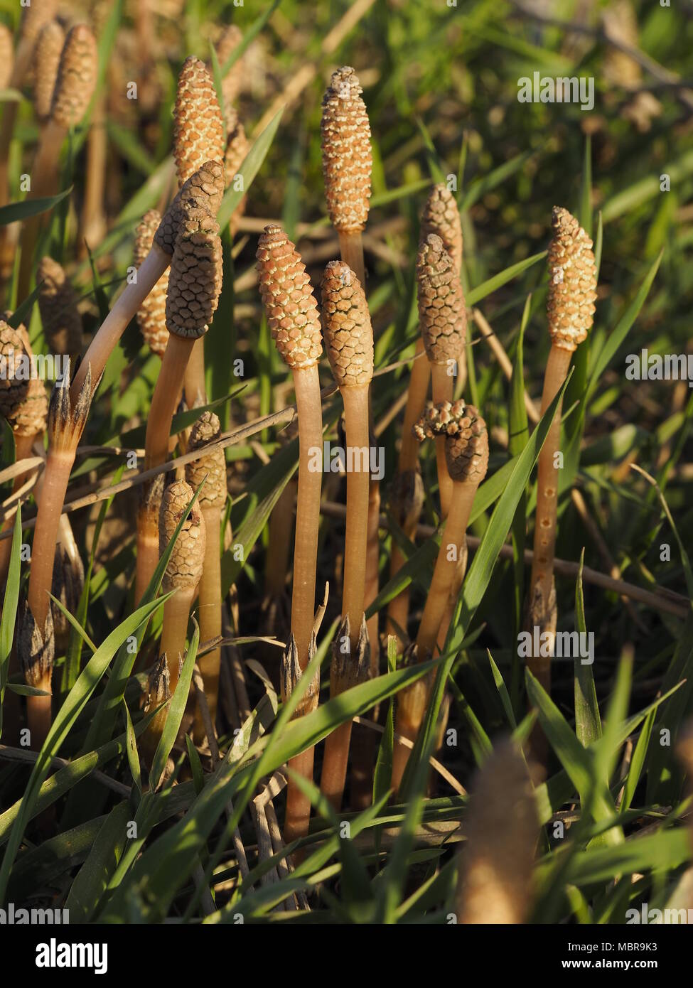 Equisetum arvense, la prêle des champs ou prêle commune, est une plante herbacée vivace plante en Equisetopsida Banque D'Images