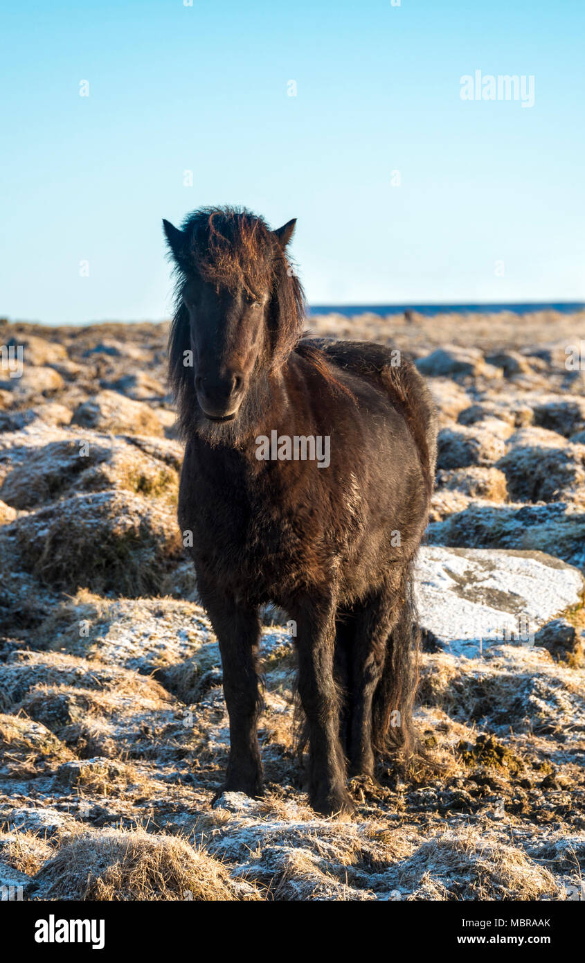 Cheval islandais (Equus islandicus), le sud de l'Islande, Islande Banque D'Images