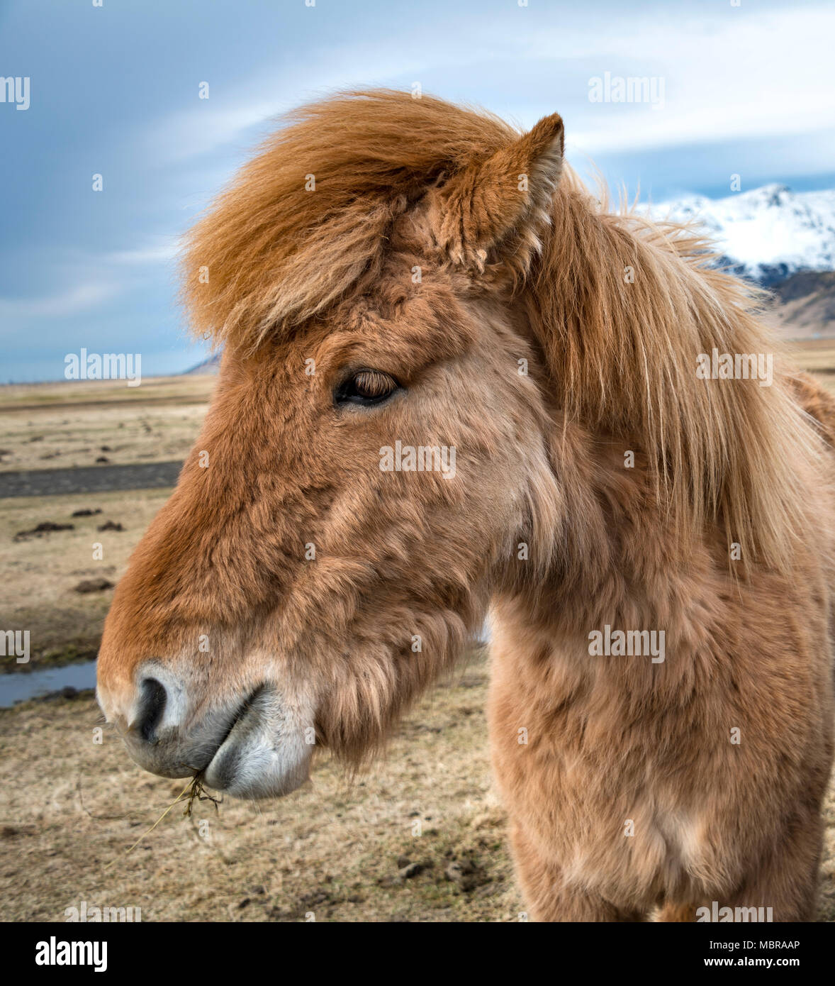 Cheval islandais (Equus islandicus), animal portrait, le sud de l'Islande, Islande Banque D'Images
