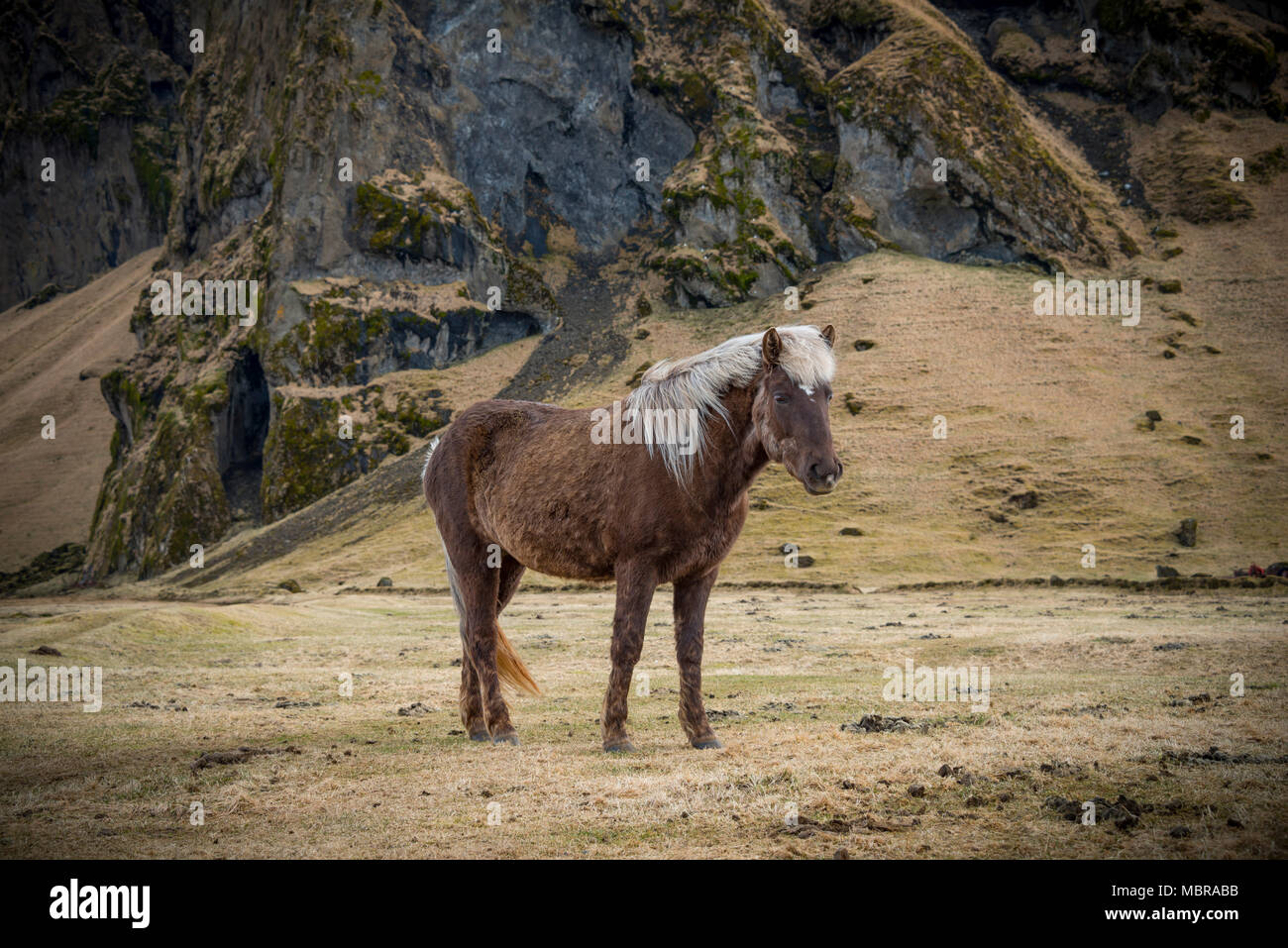 Cheval islandais (Equus islandicus) en face de paysage de montagne, le sud de l'Islande, Islande Banque D'Images