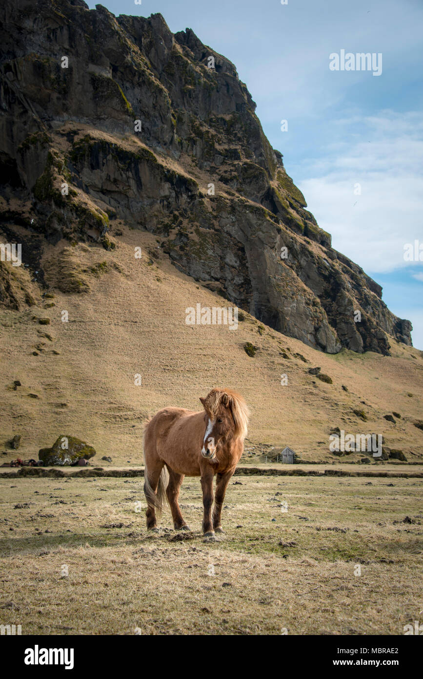 Cheval islandais (Equus islandicus) en face de paysage de montagne, le sud de l'Islande, Islande Banque D'Images