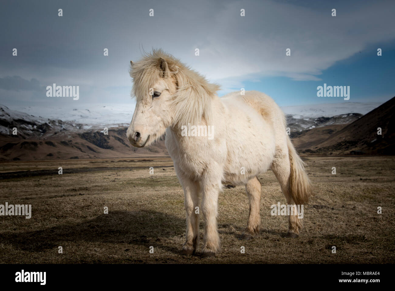 Cheval blanc (Equus islandicus) en face de montagnes couvertes de neige, le sud de l'Islande, Islande Banque D'Images