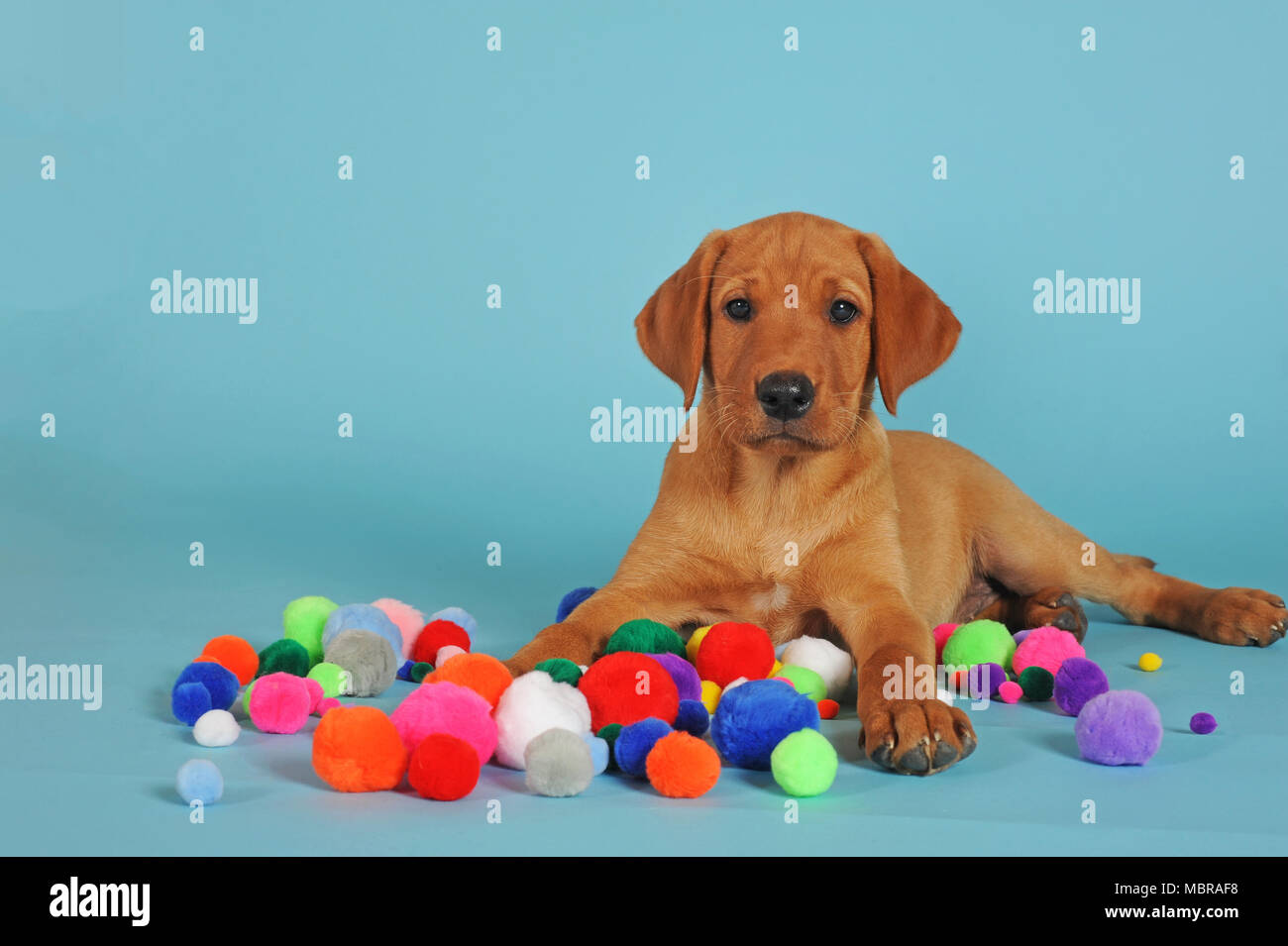 Chiot Labrador Retriever, 10 semaines, avec des boules de tissu, studio shot Banque D'Images
