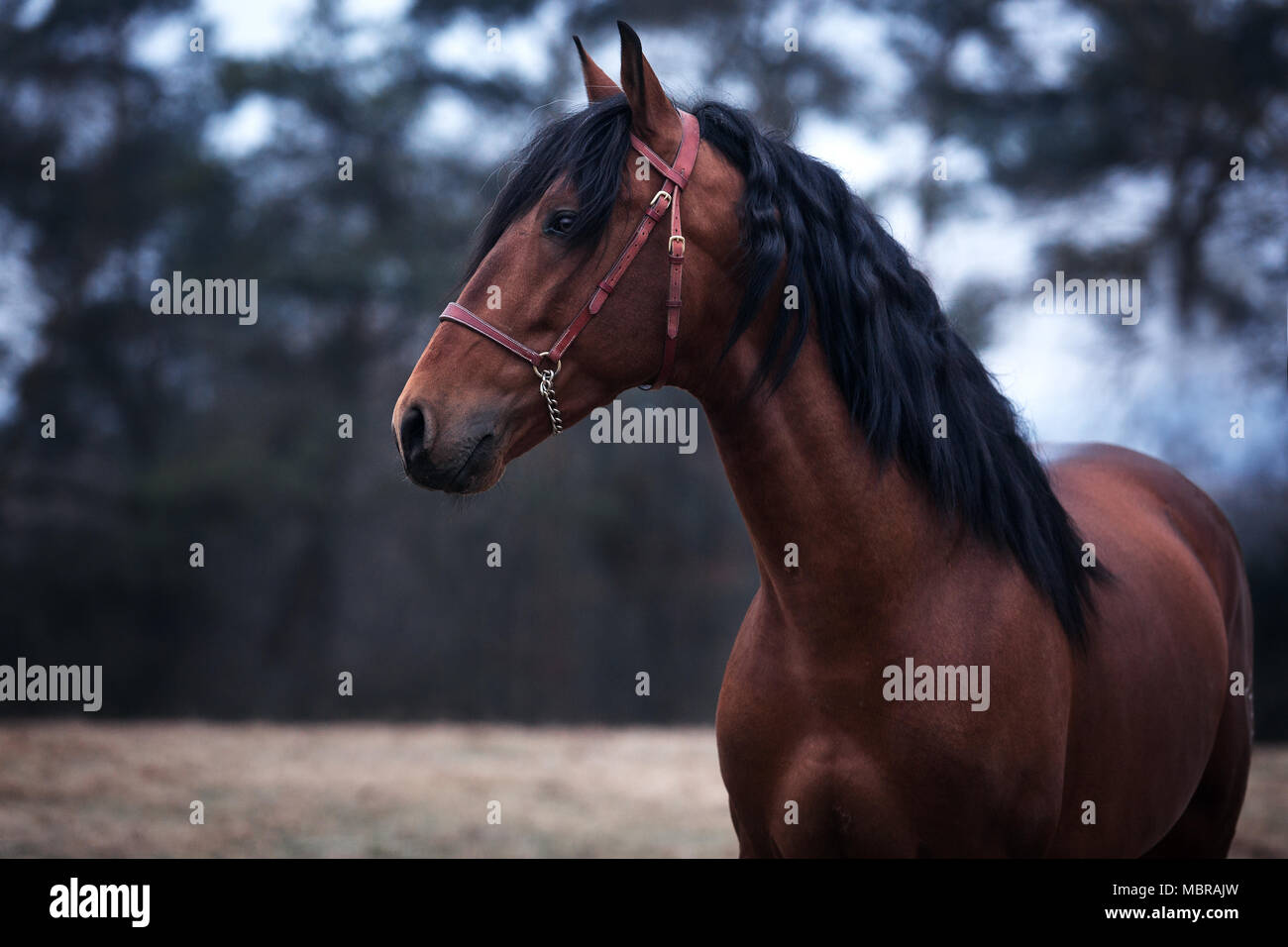 Cheval brun noir l gant avec crini re et rouge marron dos nu