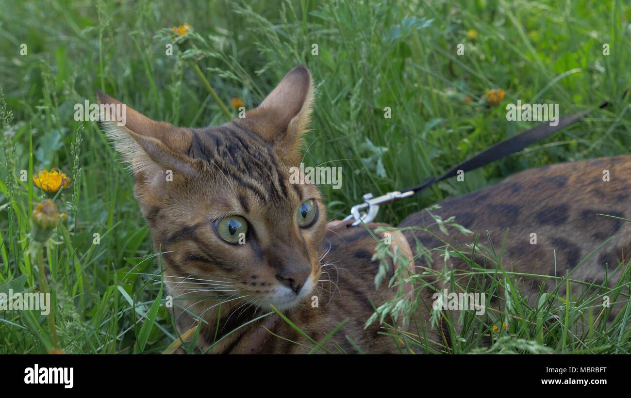 Bengal Chat Marche Dans L Herbe Il Montre Differentes Emotions Le Chat Est En Etat De Choc Ses Quelque Chose Est Tres Alerte Ou Surpris La Confusion Est Vu Sur Son Visage Photo Bengal Chat Marche Dans L Herbe Il Montre Differentes Emotions Le Chat Est En Etat De Choc Ses Quelque Chose Est Tres Alerte Ou Surpris La Confusion Est Vu Sur Son Visage Photo