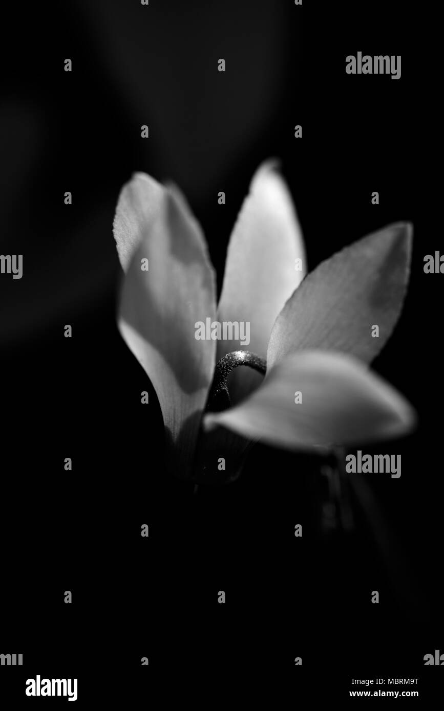 Cyclamen fleurs au printemps, noir et blanc forêt Close Up Banque D'Images