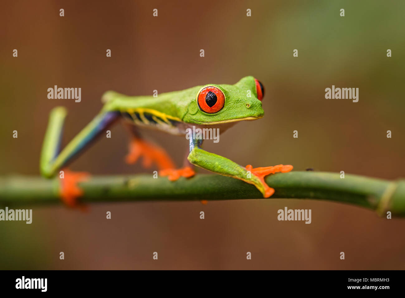 Red-eyed Tree Frog - agalychnis callidryas, belle de couleur à l'Amérique centrale emblématique des forêts, le Costa Rica. Banque D'Images