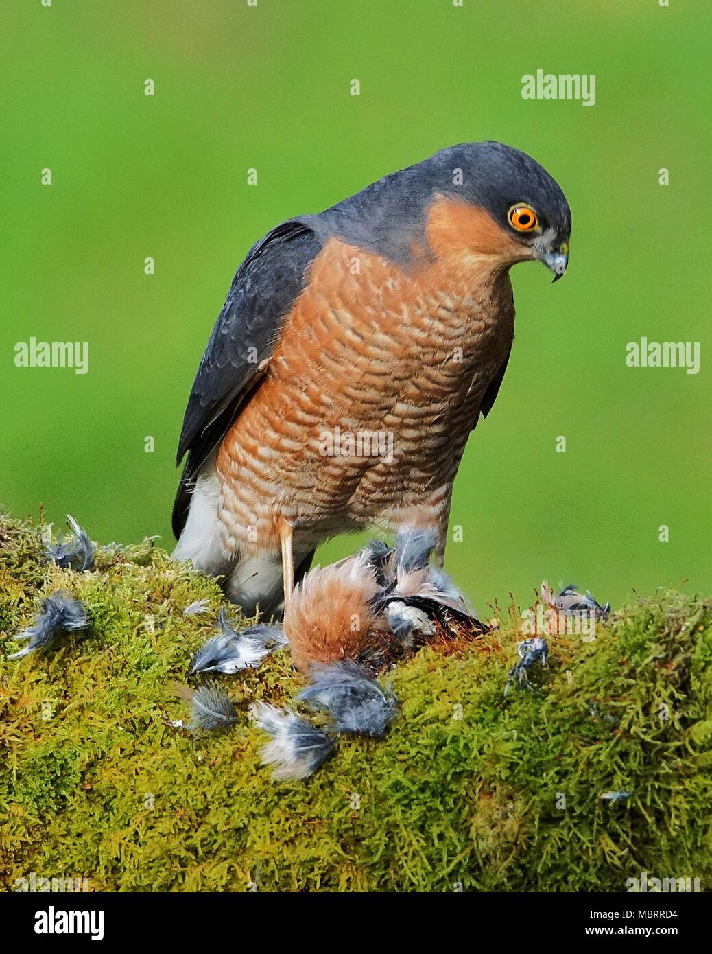 Wild Eyed fauve Banque D'Images