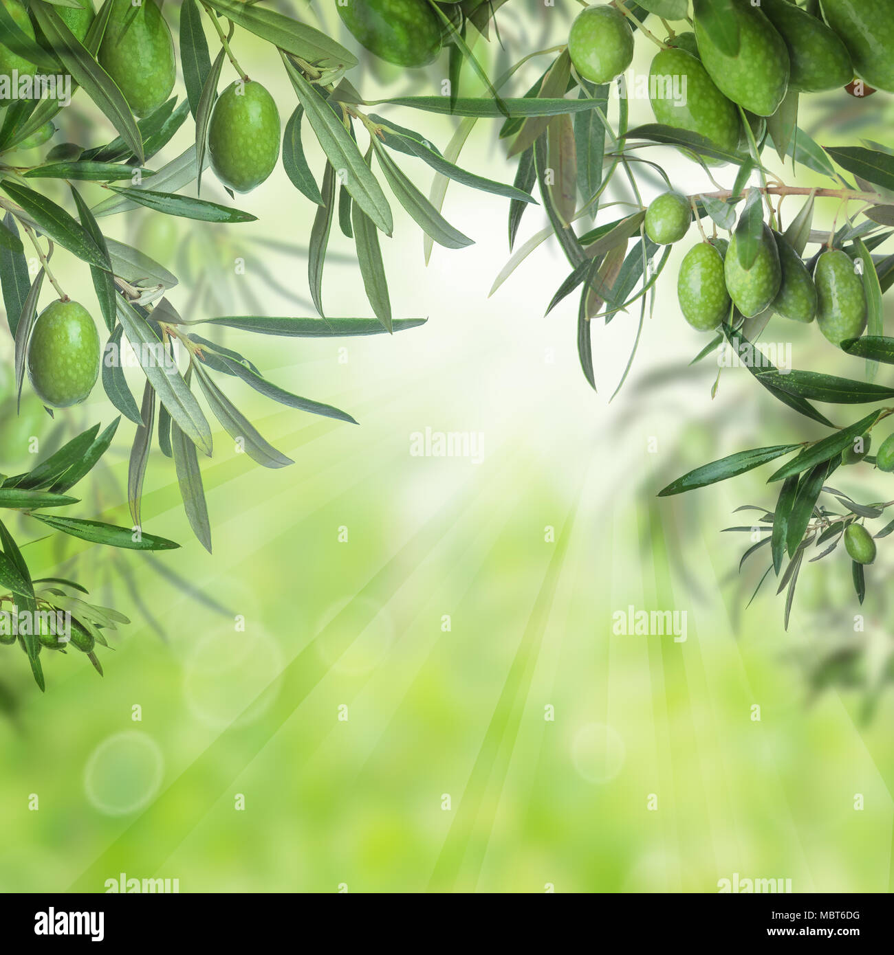 Les olives vertes et les feuilles d'olivier sur fond vert clair bokeh  abstract Photo Stock - Alamy