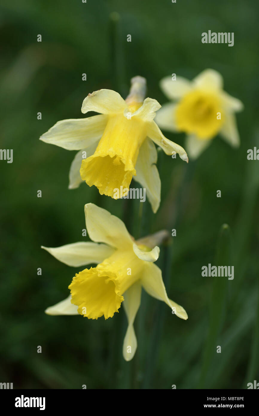 Fleurs de la JONQUILLE Narcissus pseudonarcissus sauvages Banque D'Images