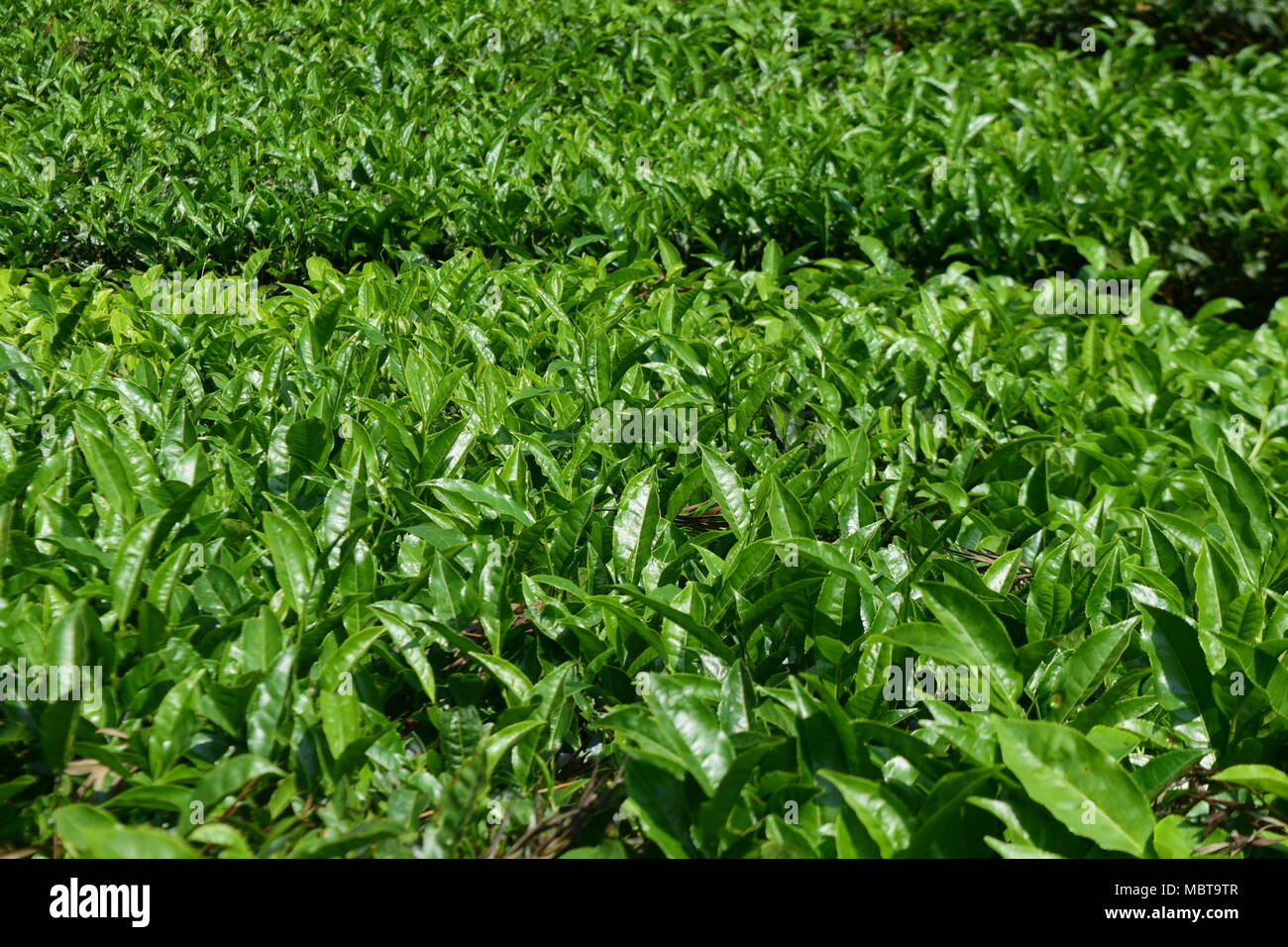 Plateau thé plante plantes dans les plantations de thé à haute altitude dans la zone de culture du thé de montagne Munnar Kerala Inde Banque D'Images