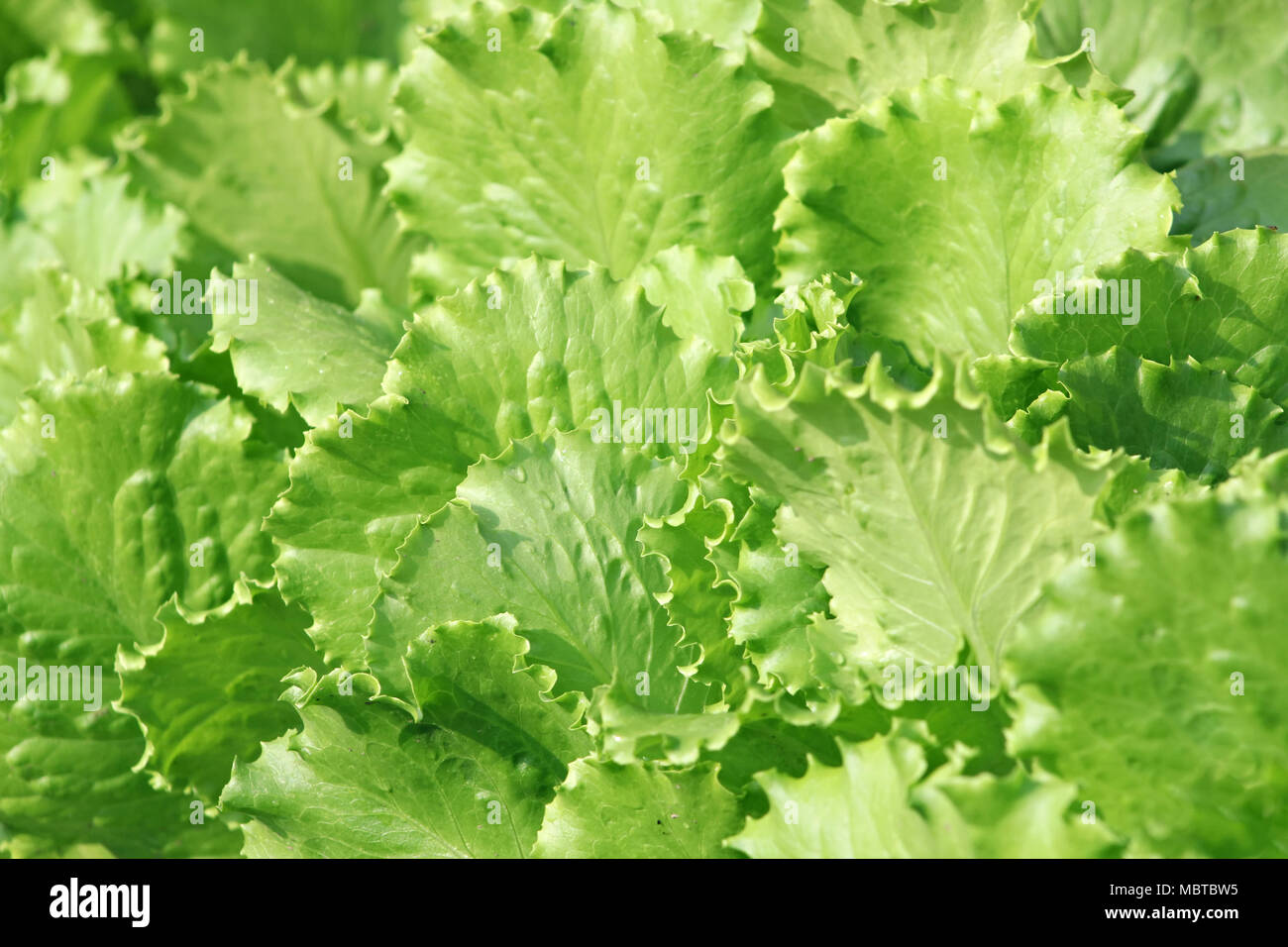 Laitue fraîche dans le jardin Banque D'Images