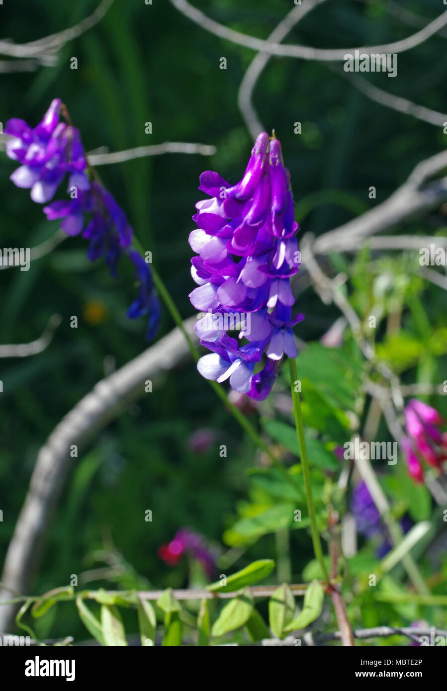 Vicia cracca close-up Banque D'Images