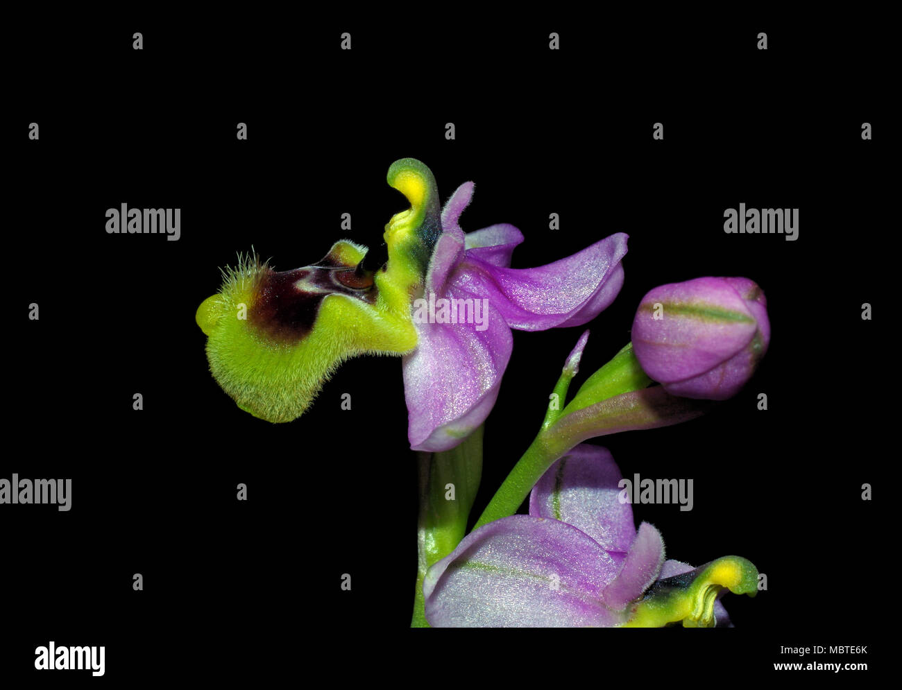 Wild Orchid (Ophrys tenthredinifera) close-up dans la campagne sarde Banque D'Images