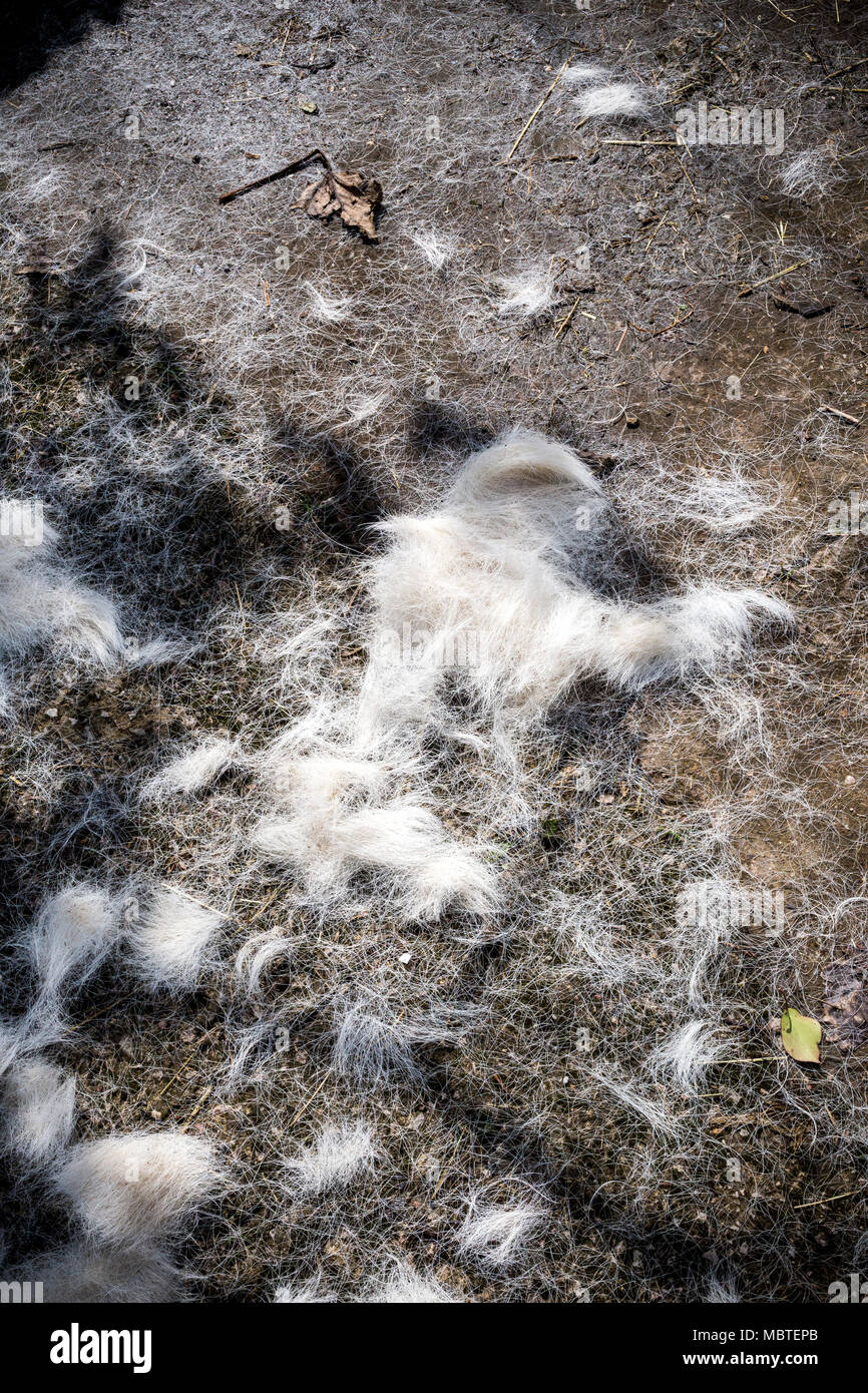 Cheveux de la crinière ou de la queue d'un cheval, qui est généralement utilisé pour le remplissage de meubles.le crin, monter, chargeur, d'un an Banque D'Images