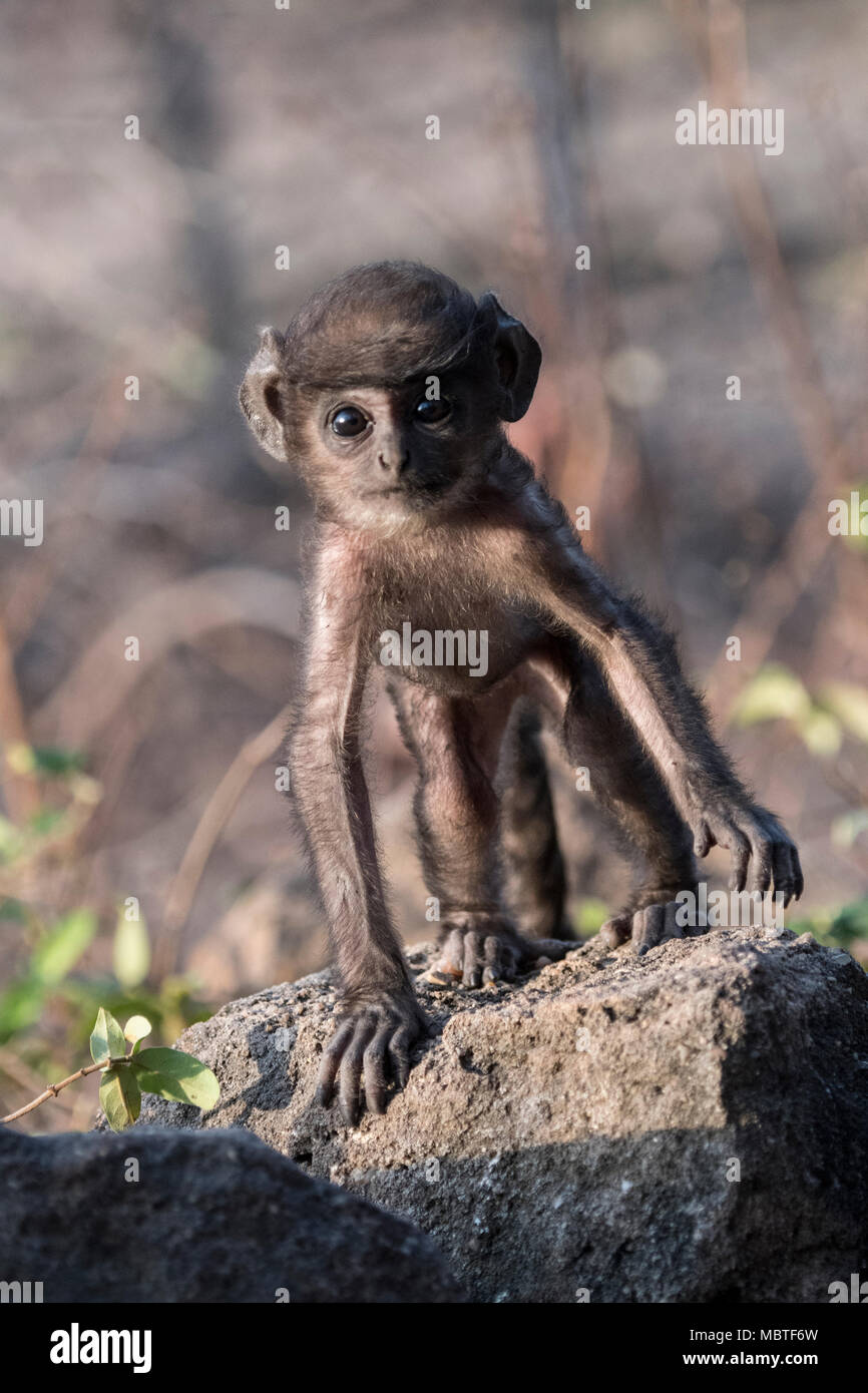 Entelle gris bébé ou Langur Hanuman, Semnopithecus, Bandhavgarh National Park, Tala, Madhya Pradesh, Inde Banque D'Images