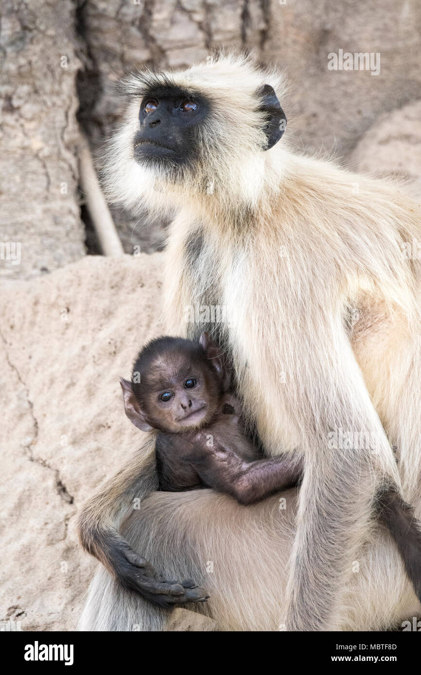 Mère et bébé Gray Langurs Hanuman ou Langurs, Semnopithecus, Bandhavgarh National Park, Tala, Madhya Pradesh, Inde Banque D'Images