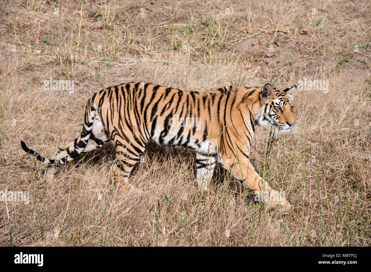 Homme de deux ans tigre du Bengale, Panthera tigris tigris, vue latérale,  pleine longueur, marche dans la réserve de tigre de Bandhavgarh, Madhya  Pradesh, Inde Photo Stock - Alamy