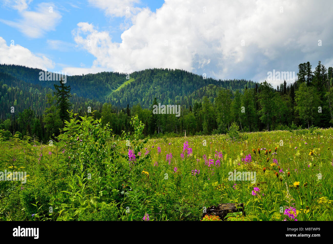 Paysage d'été avec la vallée en fleurs au pied des montagnes de Sibérie. Dans l'arrière-plan sont forêt et ciel bleu avec des nuages blancs. Banque D'Images