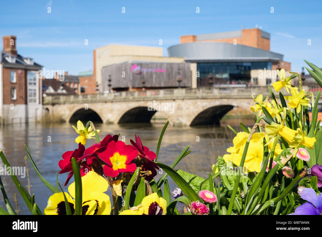 Les fleurs de printemps dans les boîtes à fleurs avec Welsh Pont sur la rivière Severn au-delà. L'accent sur les fleurs. Shrewsbury Shropshire West Midlands England UK Grande-Bretagne Banque D'Images
