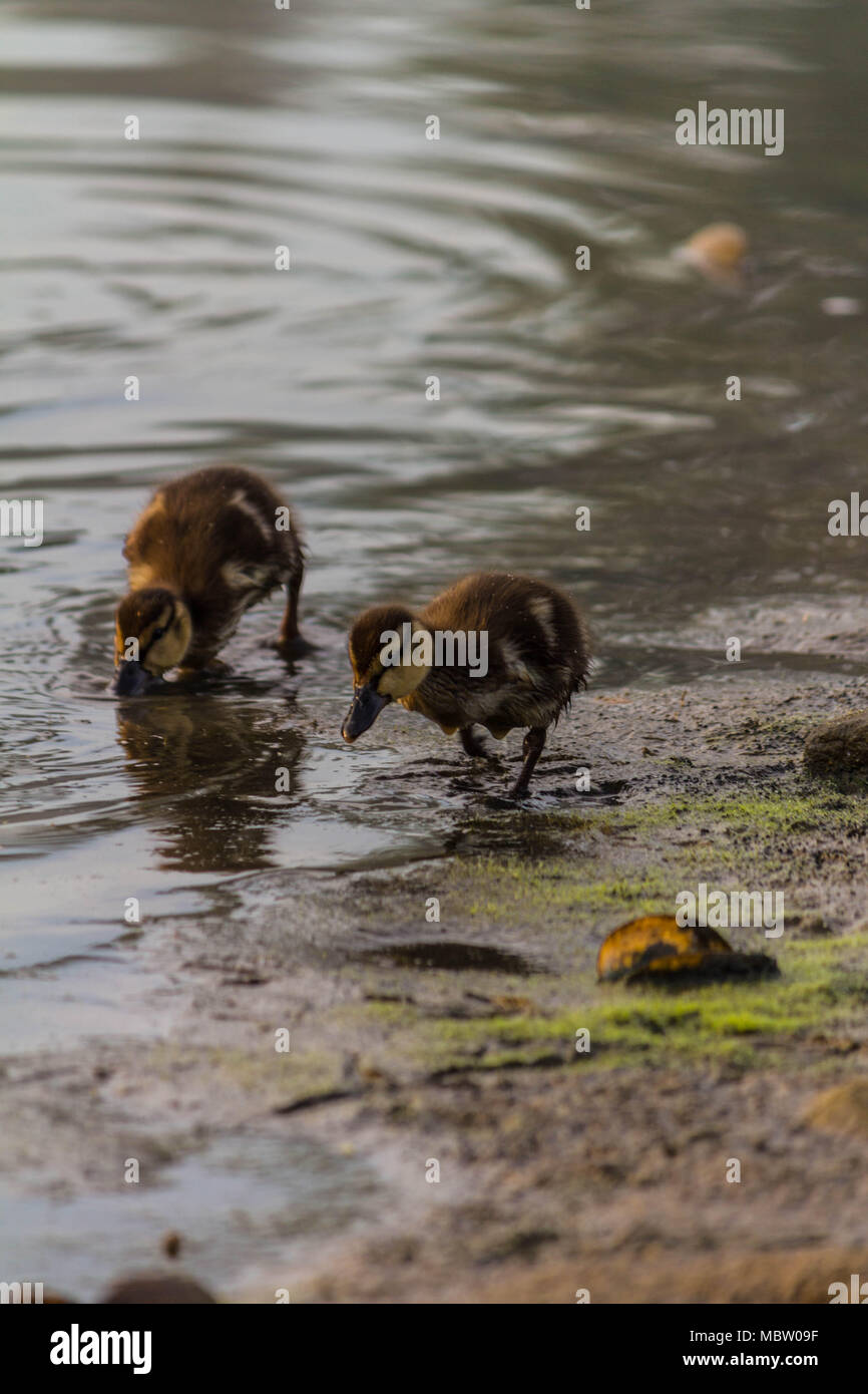 Les jeunes canards ayant un walki Banque D'Images