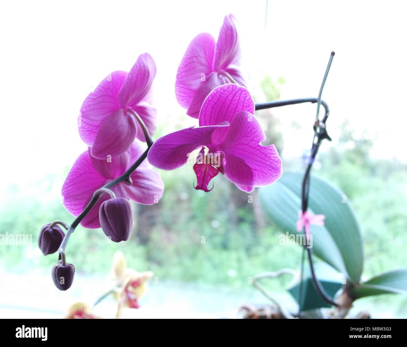Belles Orchidées avec un super des arrière-plan ! Banque D'Images