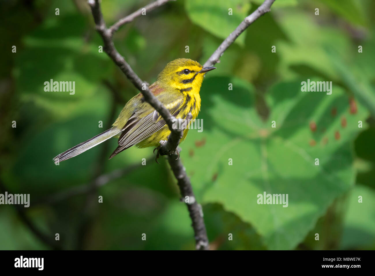 Paruline des Prairies assise sur fond vert Banque D'Images