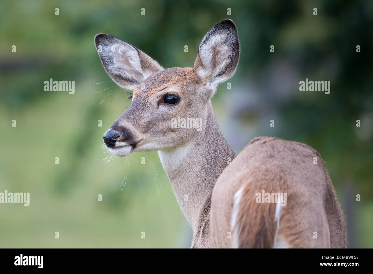 Femelle Whitetail Deer de près avec fond vert Banque D'Images
