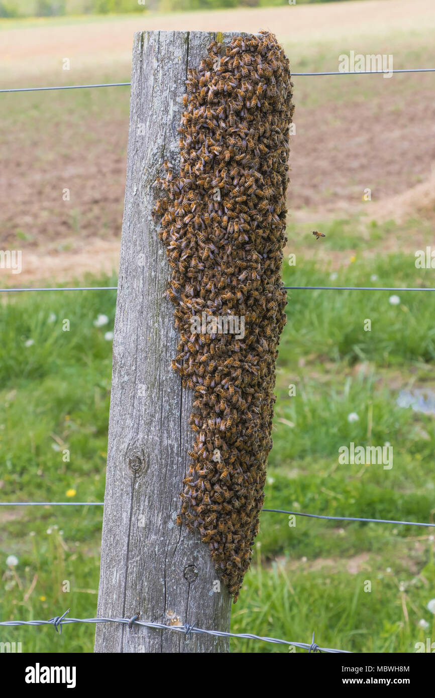 Abeille chaud sur un Fencepost avec fond de ciel Banque D'Images