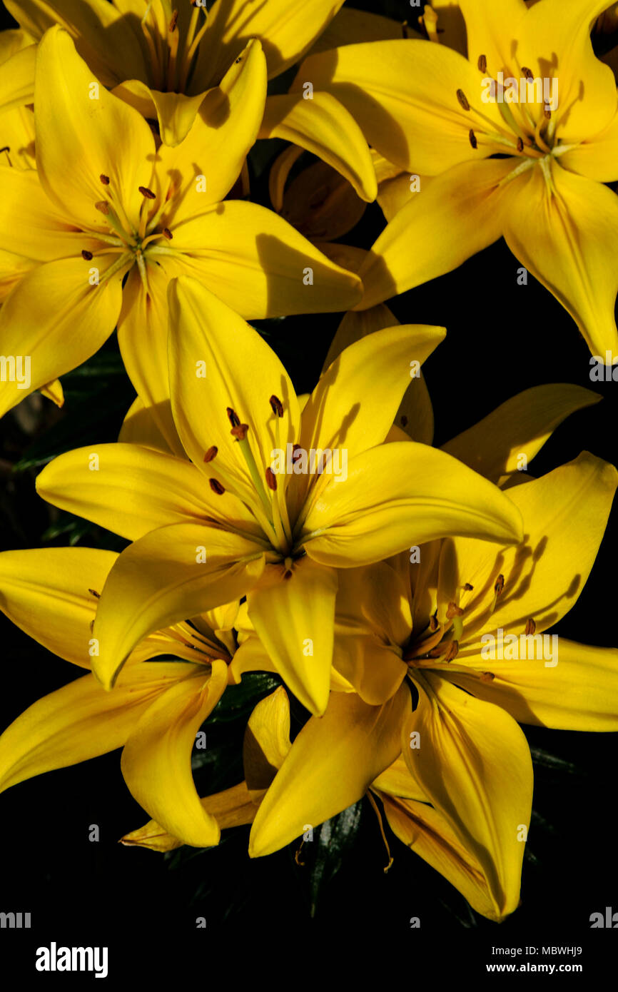 Des lis Calla jaune contre une sombre bakground Banque D'Images