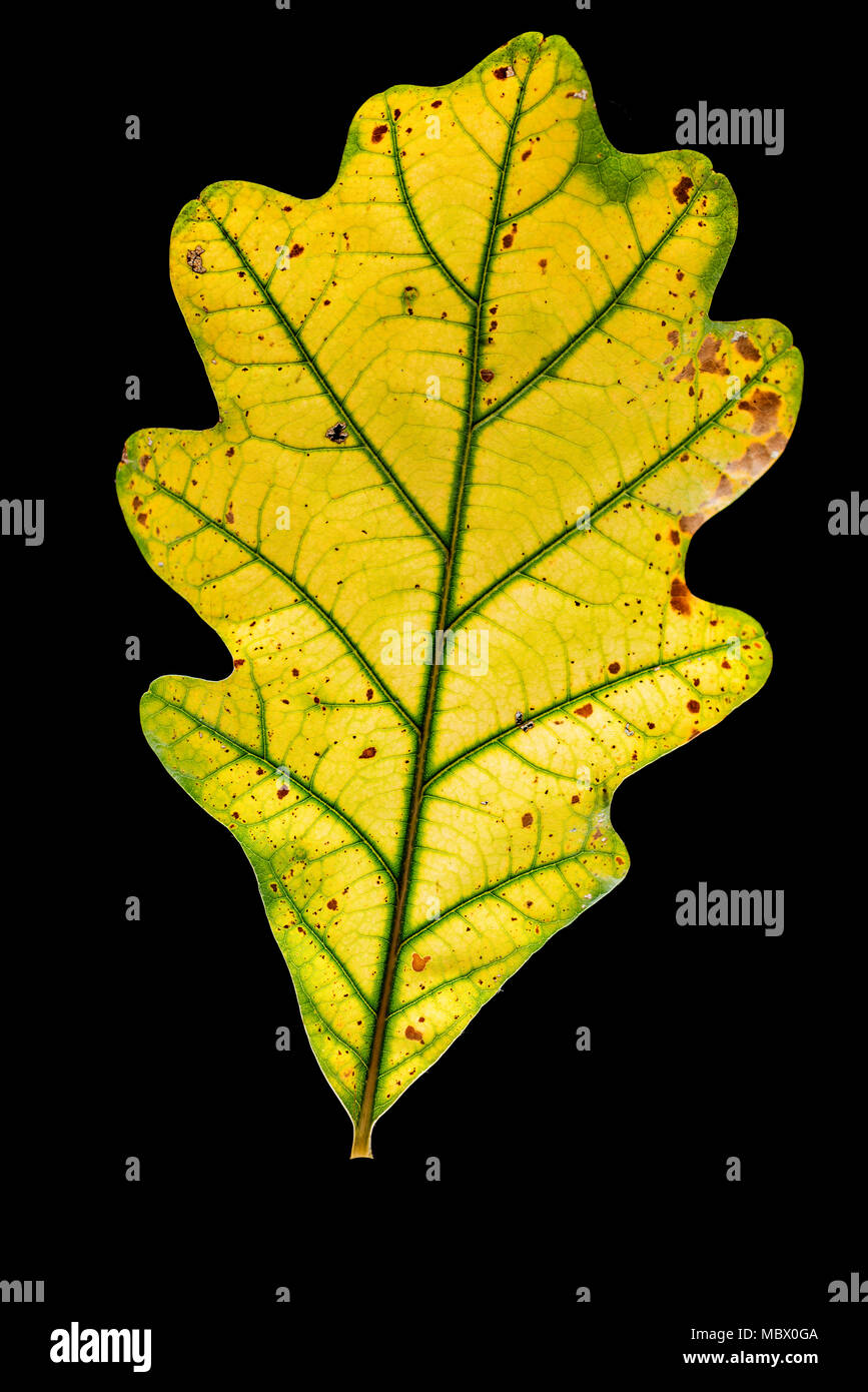 Feuille de chêne d'automne isolé sur fond noir Banque D'Images