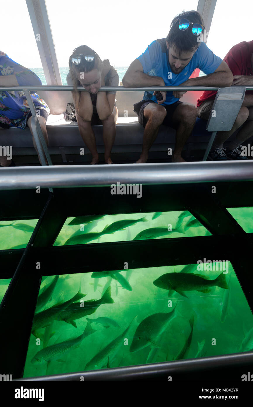 Les touristes à la recherche de poissons grâce à un bateau à fond de verre à la Grande Barrière de Corail, Far North Queensland, Queensland, Australie, FNQ Banque D'Images