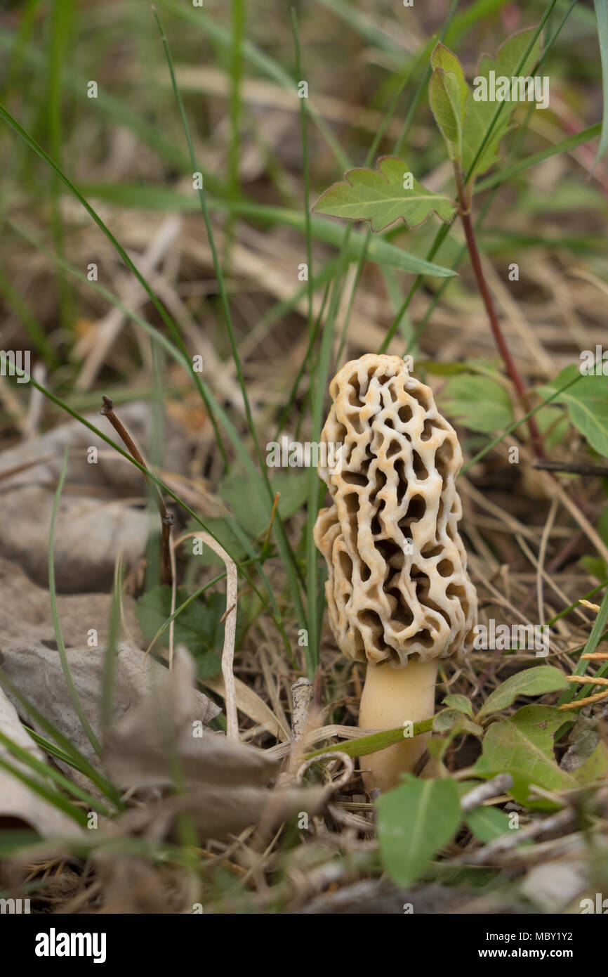 gros plan de la morelle jaune commune, de la morelle éponge (Morchella esculenta, Morellus esculentus), sur le sol forestier Banque D'Images