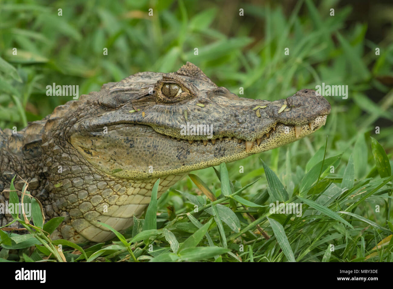 Alligator sauvage dans l'herbe, Waslala Nicaragua Banque D'Images