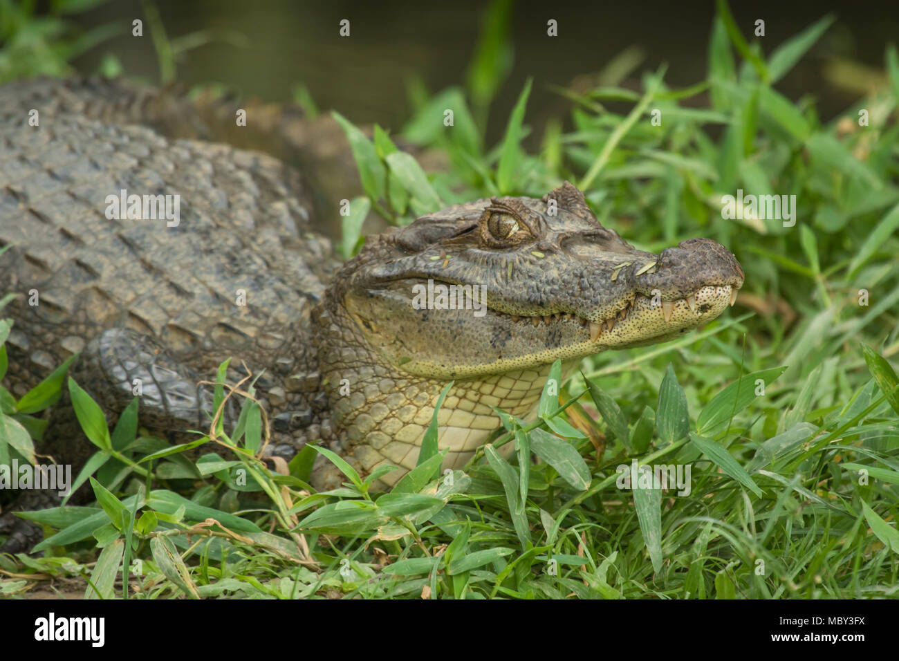 Alligator sauvage dans l'herbe, Waslala Nicaragua Banque D'Images