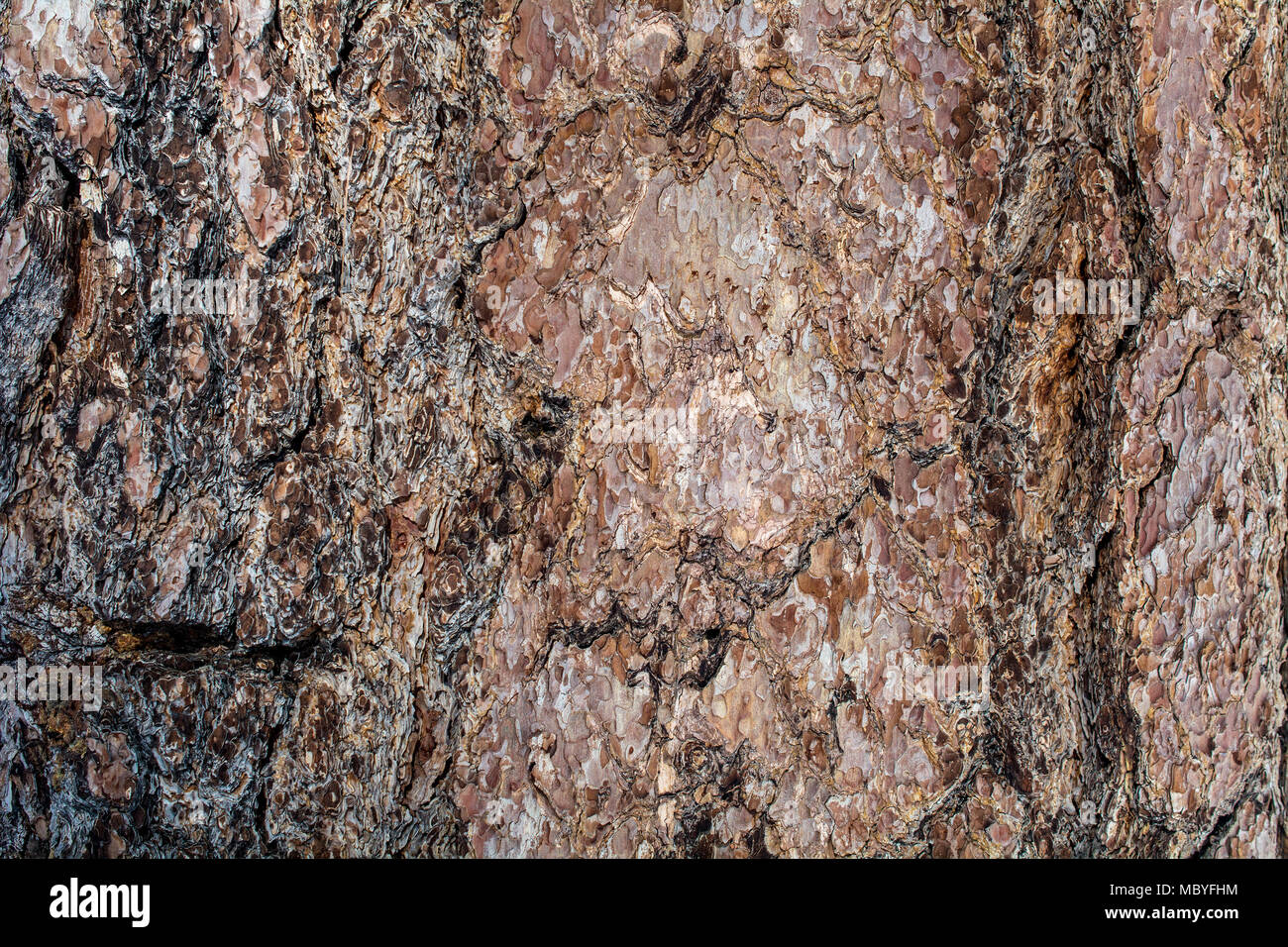 Gros plan sur l'écorce de pin ponderosa Le- Pinus ponderosa - lisse texture marron ou d'arrière-plan Banque D'Images
