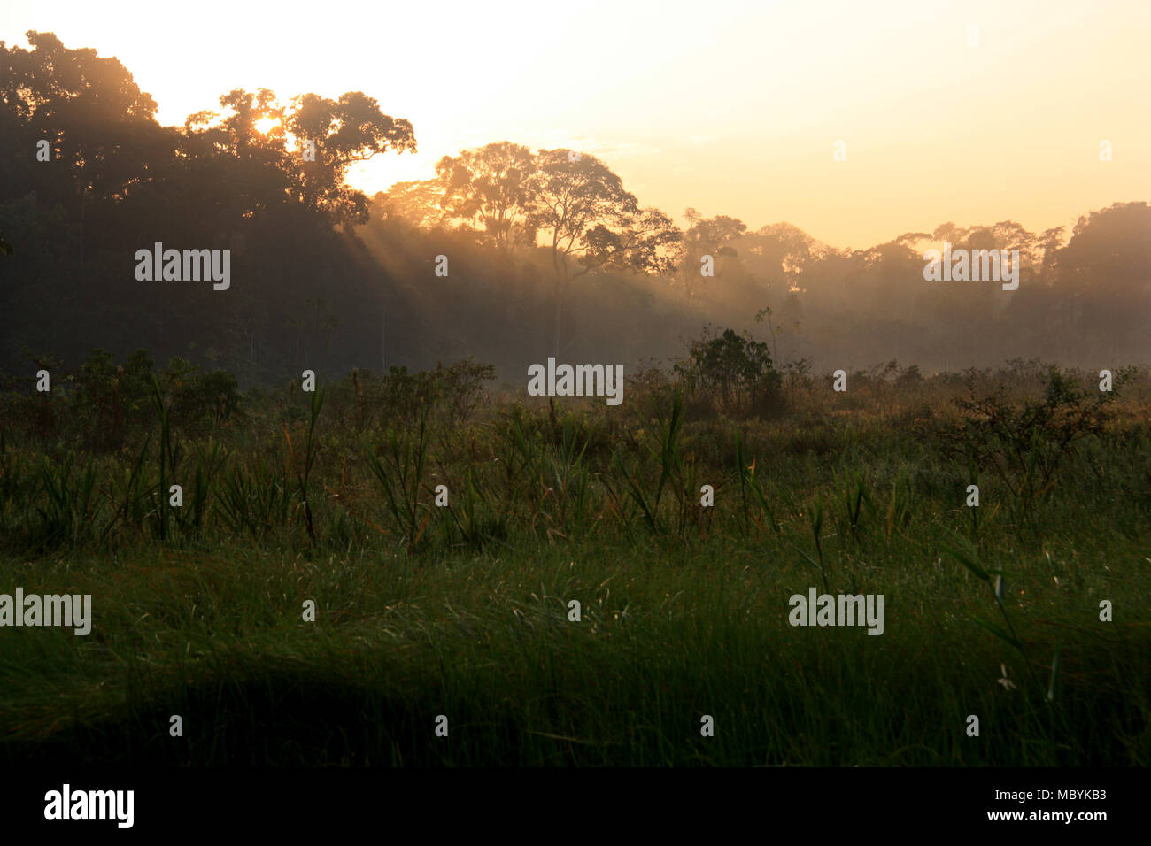 À l'aube dans la forêt amazonienne, Réserve nationale de Tambopata, à Puerto Maldonado, Pérou Banque D'Images