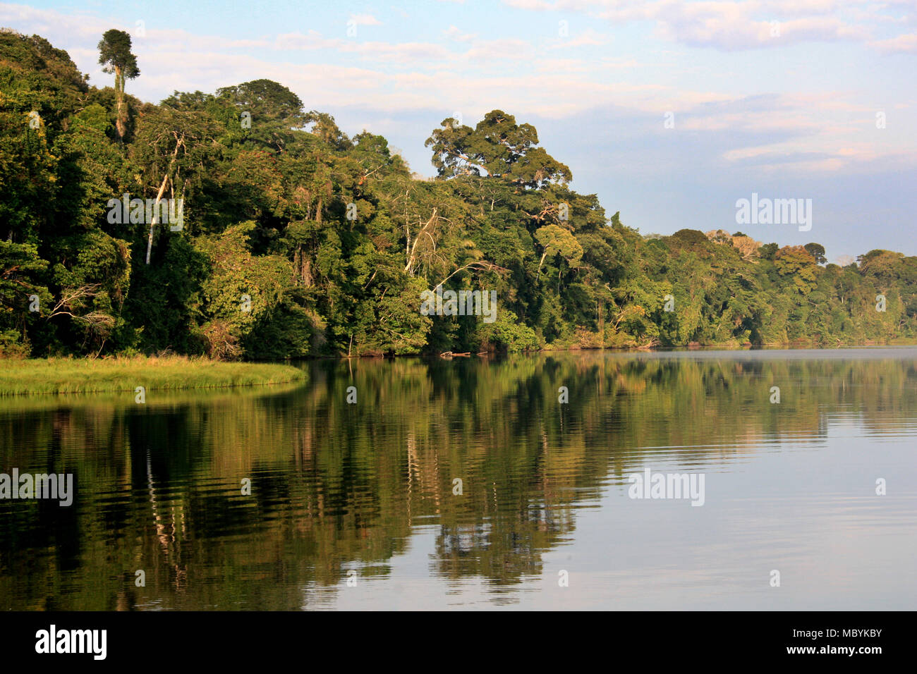 Les berges d'une branche de la rivière amazonienne, Réserve nationale de Tambopata, à Puerto Maldonado, Pérou Banque D'Images