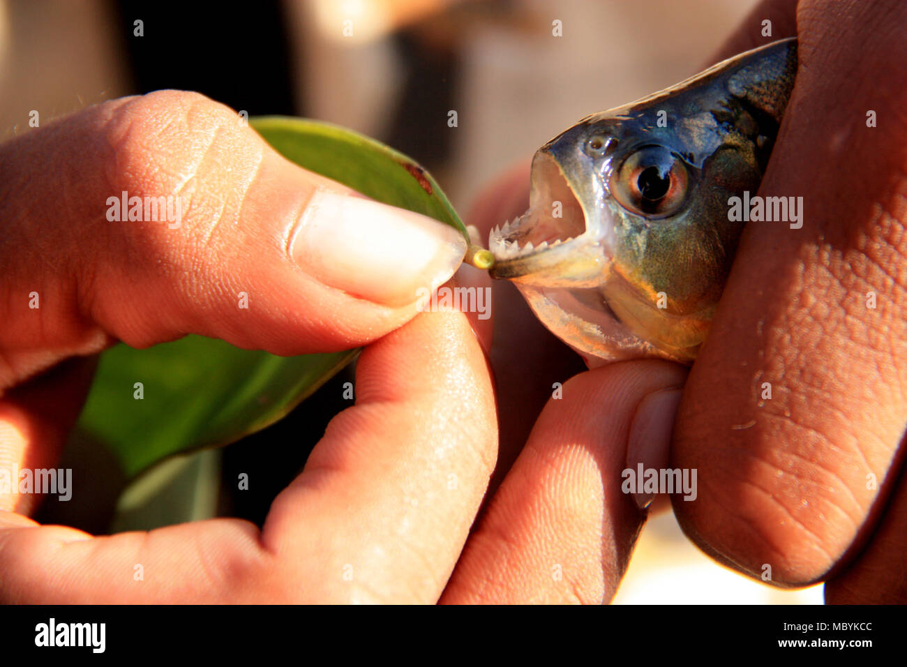 Les dents d'un piranha présenté par un gardien dans la forêt amazonienne, Réserve nationale de Tambopata, à Puerto Maldonado, Pérou Banque D'Images