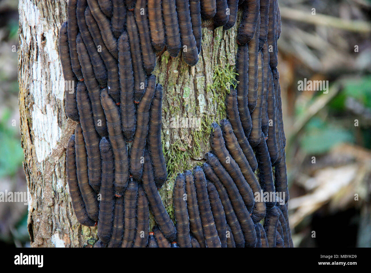 D'énormes chenilles sur un tronc d'arbre dans la forêt amazonienne, Réserve nationale de Tambopata, à Puerto Maldonado, Pérou Banque D'Images