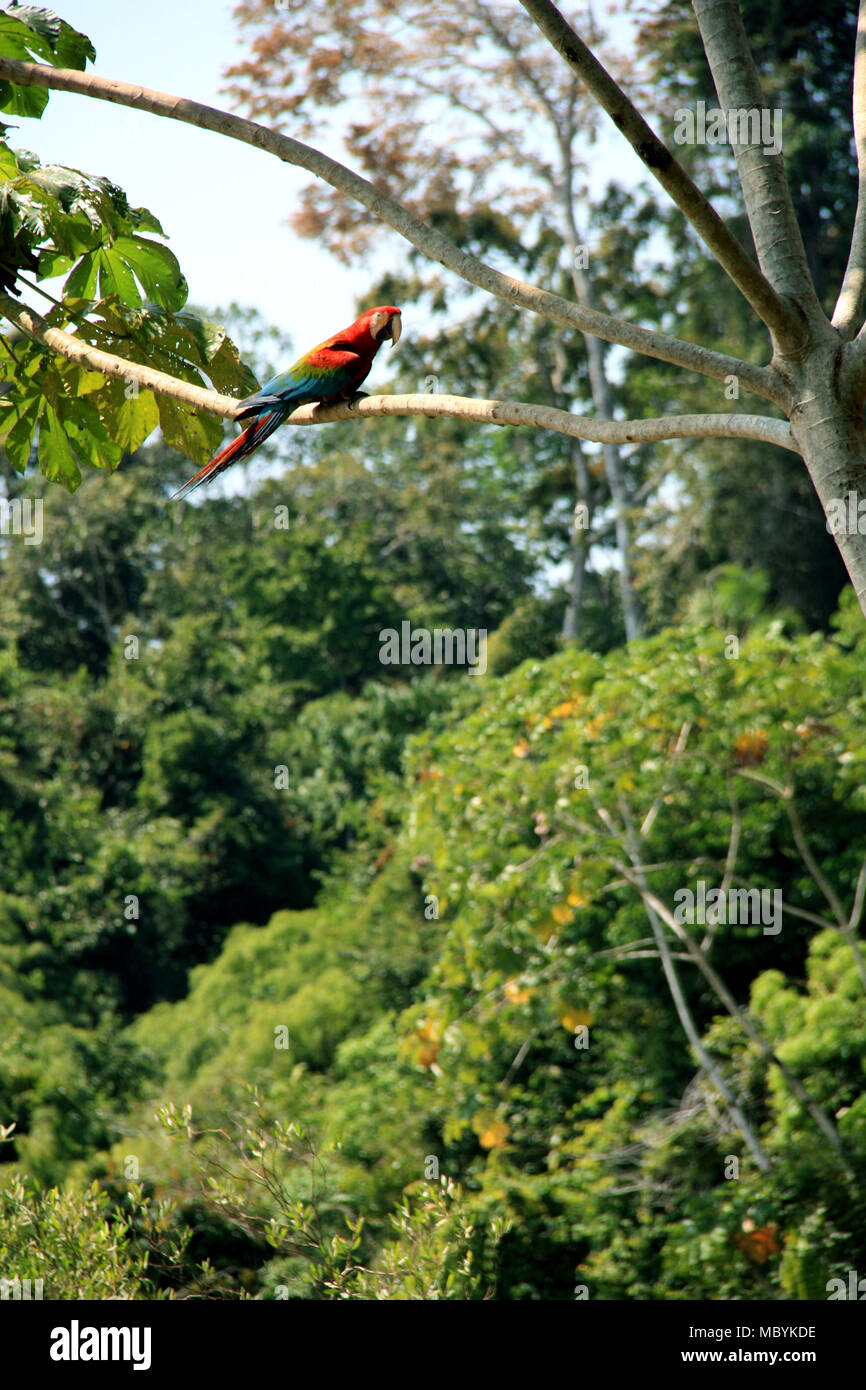 Macaw assis sur un arbre dans la forêt amazonienne, Réserve nationale de Tambopata, à Puerto Maldonado, Pérou Banque D'Images