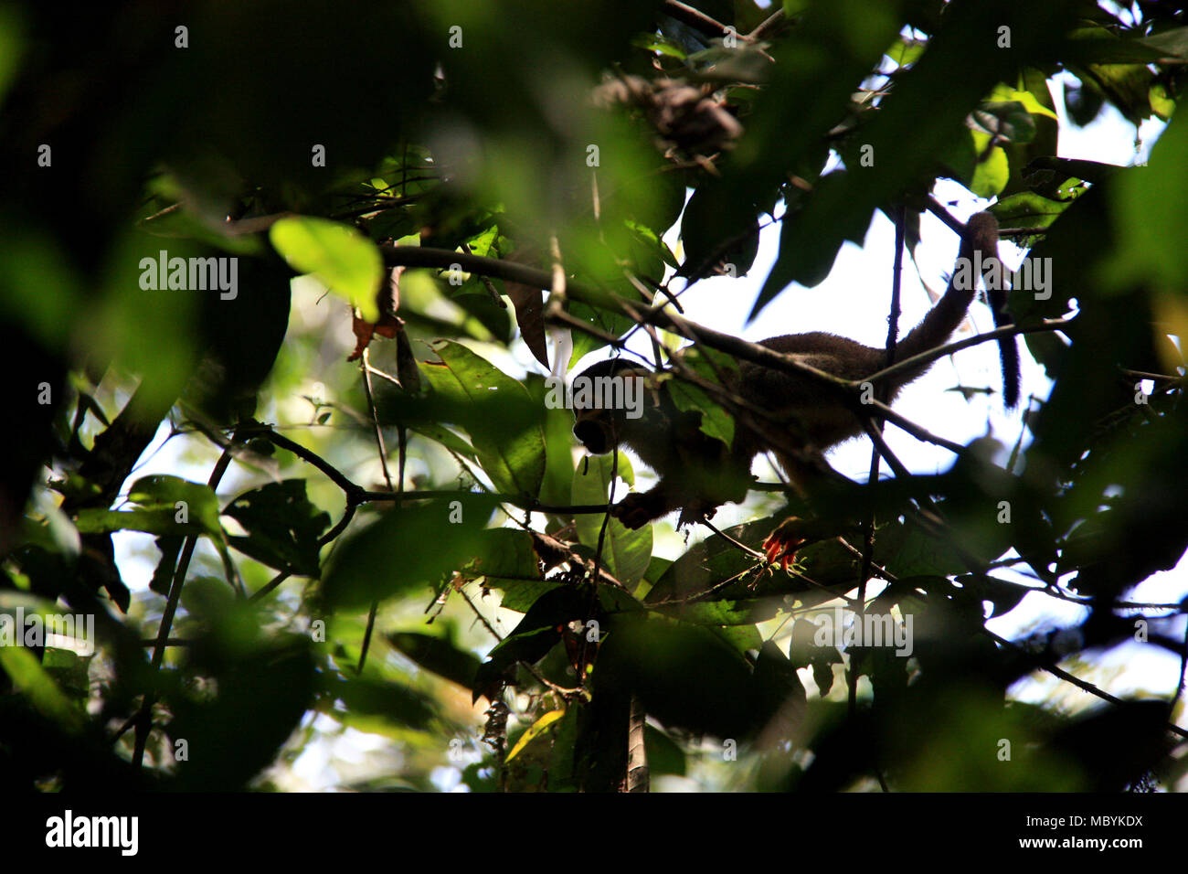 Singe de l'écureuil dans la forêt amazonienne, Réserve nationale de Tambopata, à Puerto Maldonado, Pérou Banque D'Images