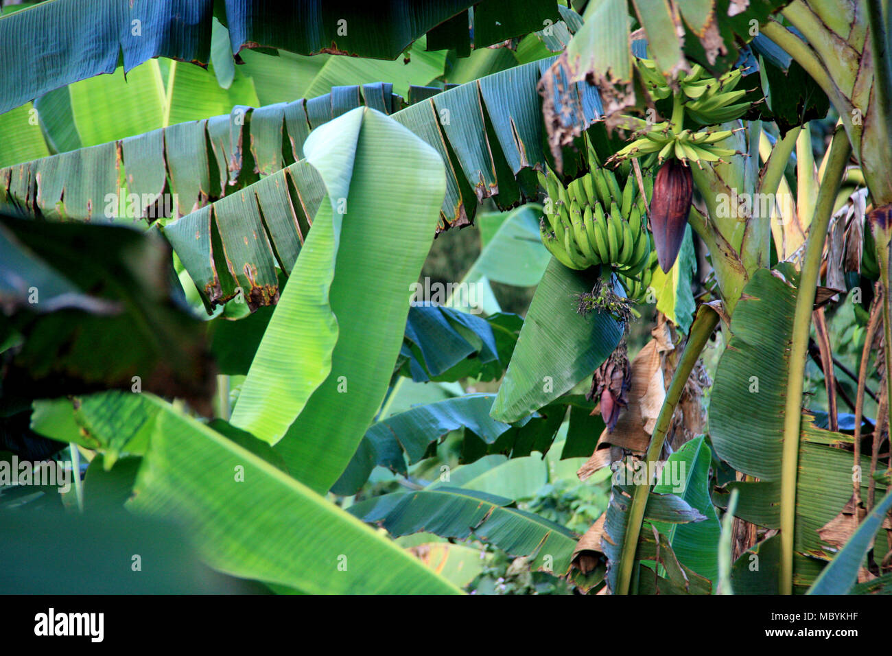Plantation de bananes dans la forêt amazonienne, Réserve nationale de Tambopata, à Puerto Maldonado, Pérou Banque D'Images