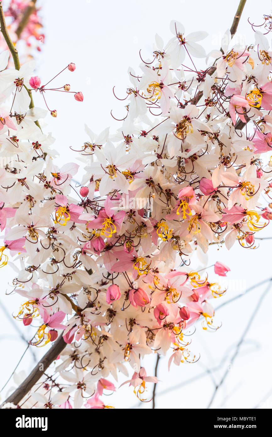 Beaucoup Cassia bakeriana Craib flower Banque D'Images