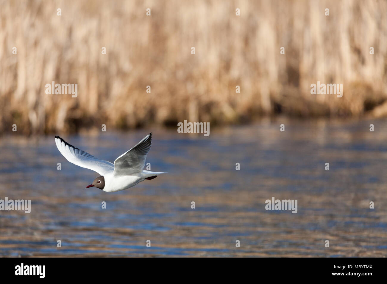 Mouette oiseau en vol Banque D'Images