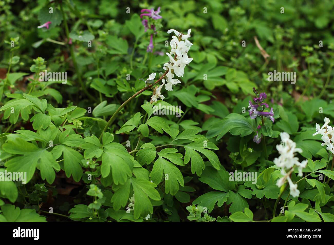 Fleurs blanches sauvages des espèces indigènes de plantes tubéreuses — free download